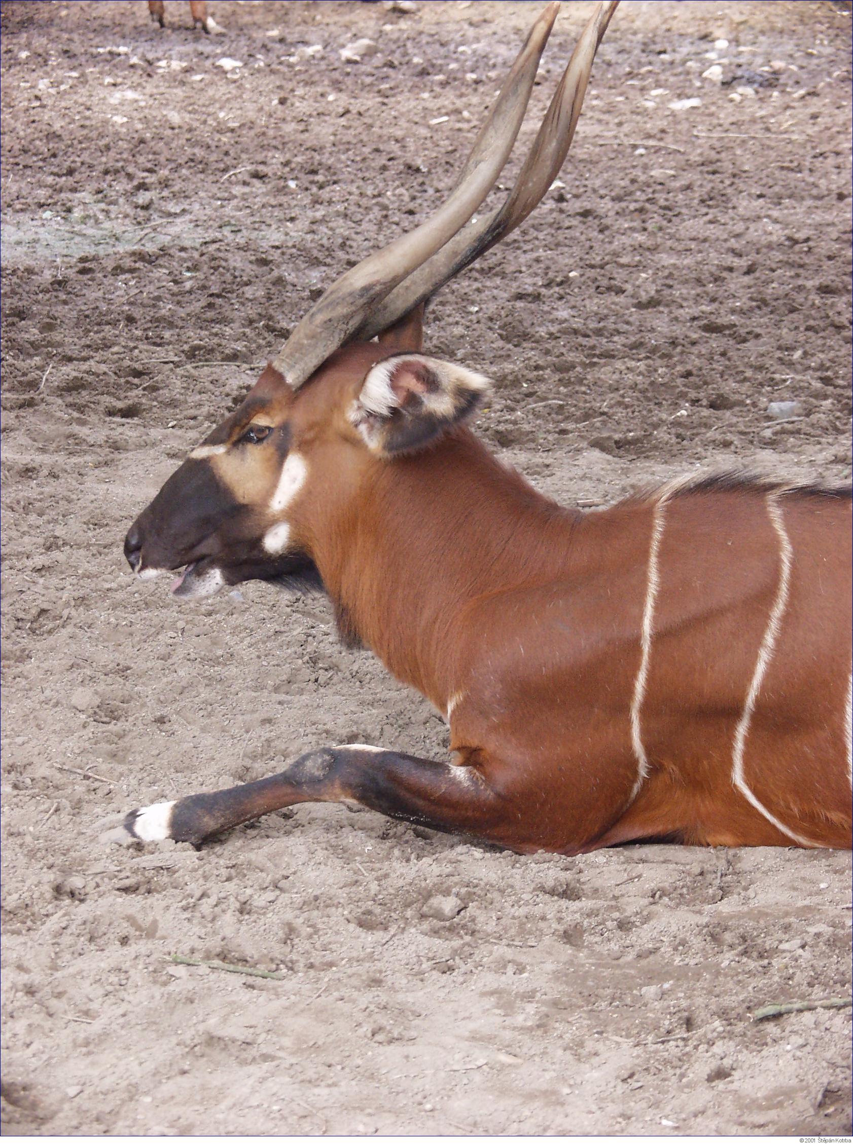 Bongo v ZOO Dvůr Králové